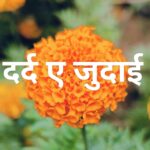 काव्य: दर्द ए जुदाई और ये तन्हाई