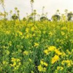 काव्य/मुक्तक/कविता: “ऋतु राज बसंत”